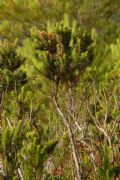 Erica multiflora