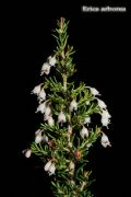 Erica arborea