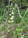 Pyrola rotundifolia