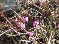 Erica carnea