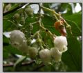 Arbutus unedo