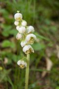 Pyrola media