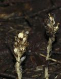 Monotropa hypopitys