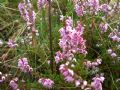 Calluna vulgaris