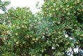 Arbutus unedo