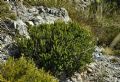 Erica multiflora