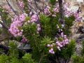 Erica multiflora