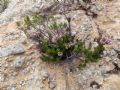 Erica multiflora