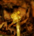 Monotropa hypopitys