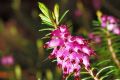 Erica carnea