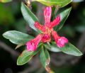 Rhododendron ferrugineum