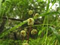 Pyrola chlorantha