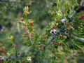 Erica arborea