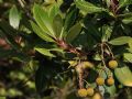 Arbutus unedo