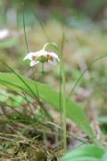 Moneses uniflora