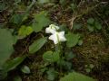 Moneses uniflora