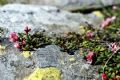 Kalmia procumbens