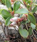 Arctostaphylos uva-ursi