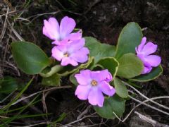 Primulaceae