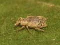 Lissorhoptrus oryzophilus