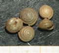 Euconulus fulvus