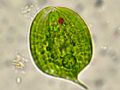 Phacus sp.