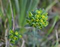 Euphorbia apios