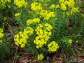 Euphorbia cyparissias