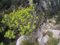 Euphorbia dendroides