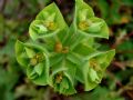 Euphorbia hirsuta