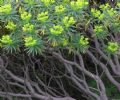 Euphorbia dendroides