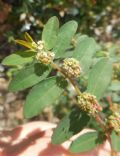 Euphorbia hypericifolia