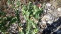 Euphorbia paralias