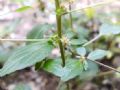 Acalypha virginica