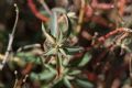 Euphorbia fragifera