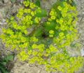 Euphorbia cyparissias