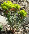Euphorbia esula