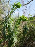 Euphorbia characias