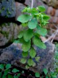 Euphorbia peplus