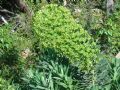 Euphorbia characias