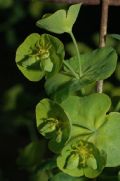 Euphorbia amygdaloides
