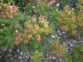 Euphorbia cyparissias