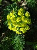 Euphorbia cyparissias