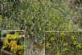 Euphorbia spinosa