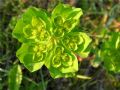 Euphorbia helioscopia