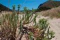 Euphorbia paralias