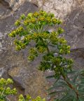 Euphorbia characias