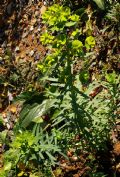 Euphorbia segetalis