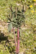 Euphorbia lathyris