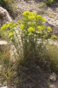 Euphorbia serrata